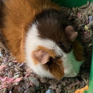 Meet your Posher, Maya